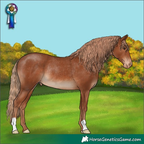 Horse Color:Chestnut Appaloosa Rabicano 