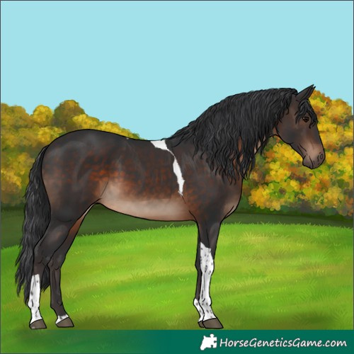 Horse Color:Brown Tobiano Rabicano 