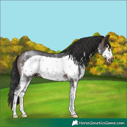 Horse Color:Brown Sabino Frame
