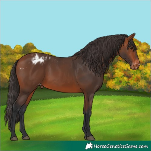Horse Color:Bay Appaloosa Rabicano