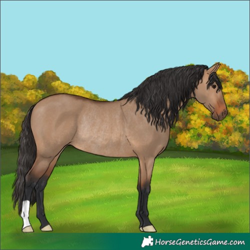 Horse Color:Bay Dun Rabicano