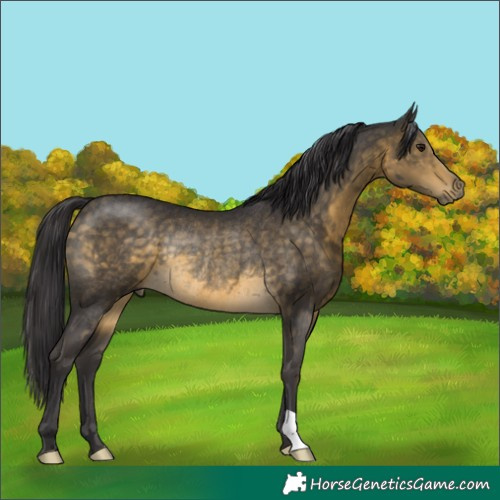 Horse Color:Buckskin Rabicano