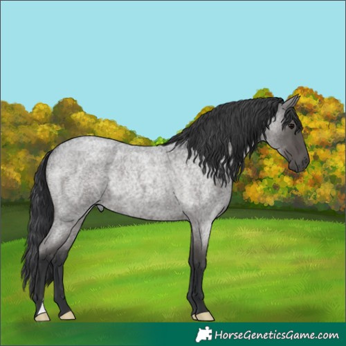 Horse Color:Blue Roan Rabicano