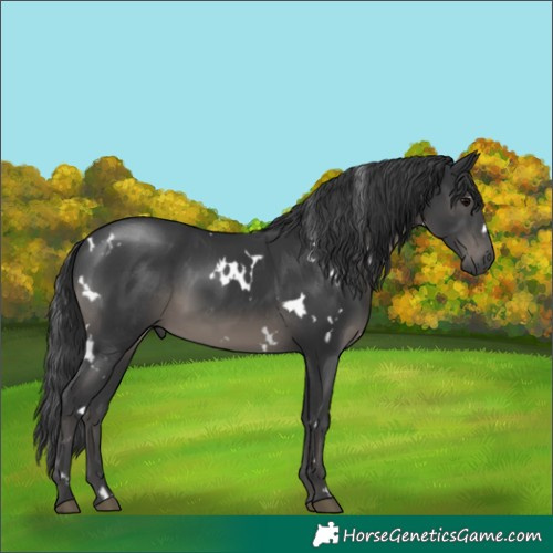 Horse Color:White Spotted Black