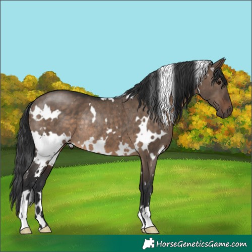 Horse Color:White Spotted Brown Dun Rabicano