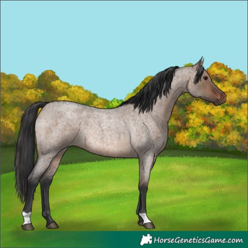 Horse Color:Brown Roan Dun Rabicano