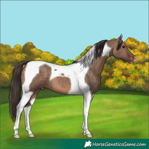 Horse Color:Brown Dun Tobiano Appaloosa
