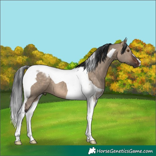 Horse Color:Brown Dun Tobiano 