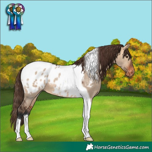 Horse Color:Bay Dun Tobiano Appaloosa