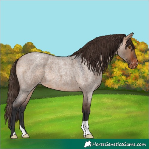 Horse Color:Bay Roan Dun Appaloosa