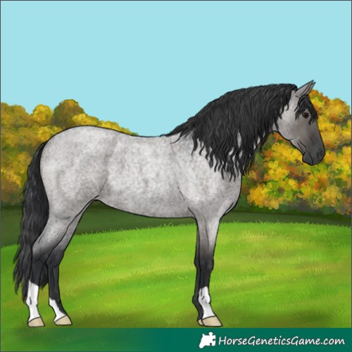 Horse Color:Grullo Roan