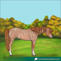 Horse Color:Red Roan