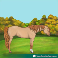 Horse Color:Red Dun 