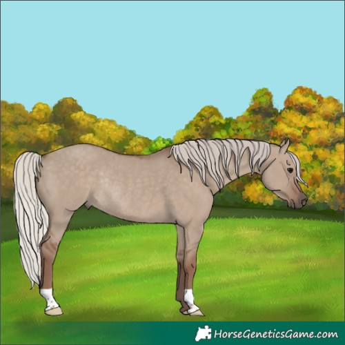 Horse Color:Silver Grullo Rabicano 