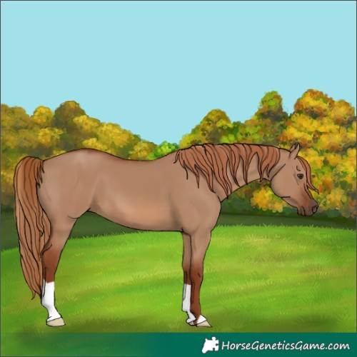Horse Color:Red Dun 