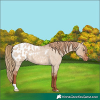 Horse Color:Red Dun Roan Blanket