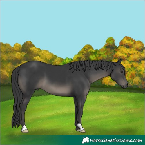 Horse Color:Black 