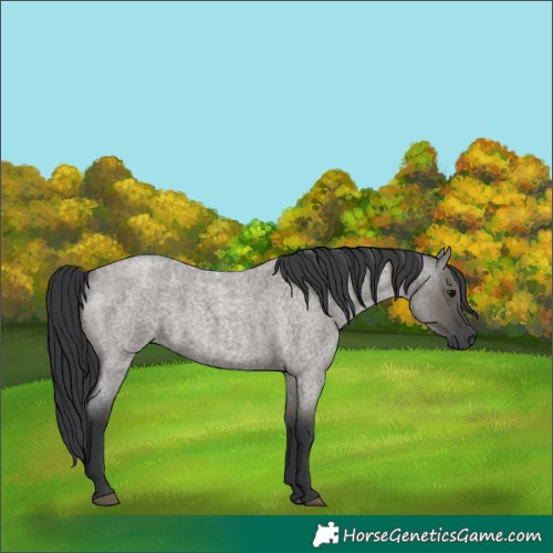 Horse Color:Grullo Roan