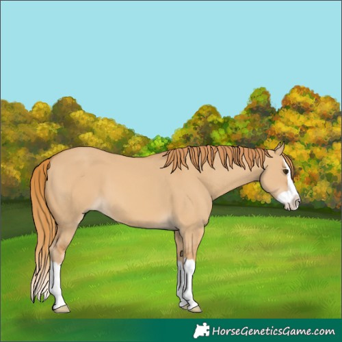 Horse Color:Red Dun Splash 
