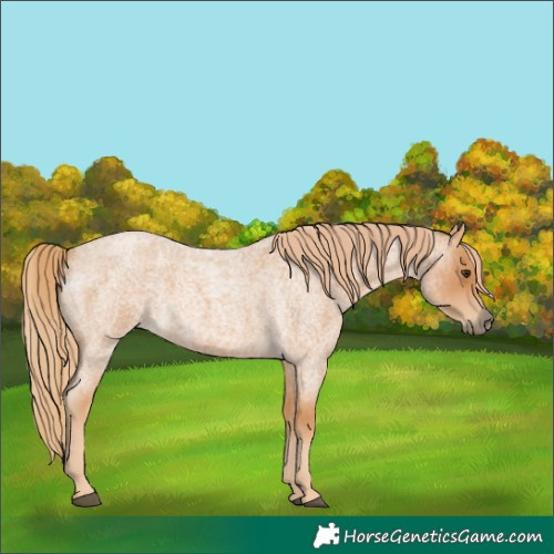 Horse Color:Red Roan 