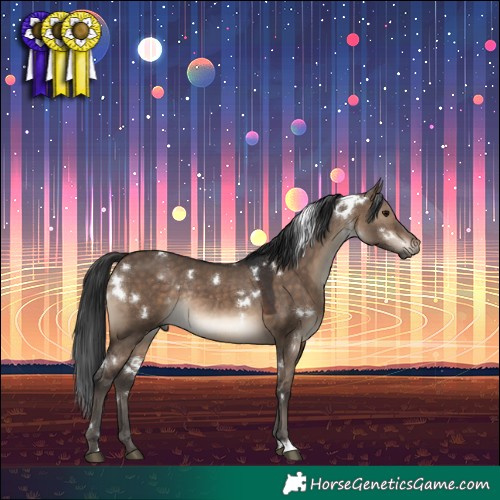 Horse Color:White Spotted Brown Dun Rabicano