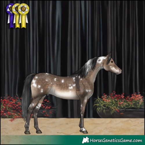 Horse Color:White Spotted Brown Dun Rabicano 