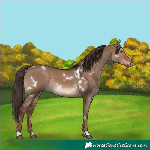Horse Color:White Spotted Liver Red Dun Rabicano 
