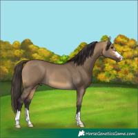 Horse Color:Buckskin Dun