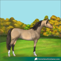 Horse Color:Buckskin Dun 