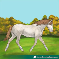 Horse Color:Buckskin Pearl Dun