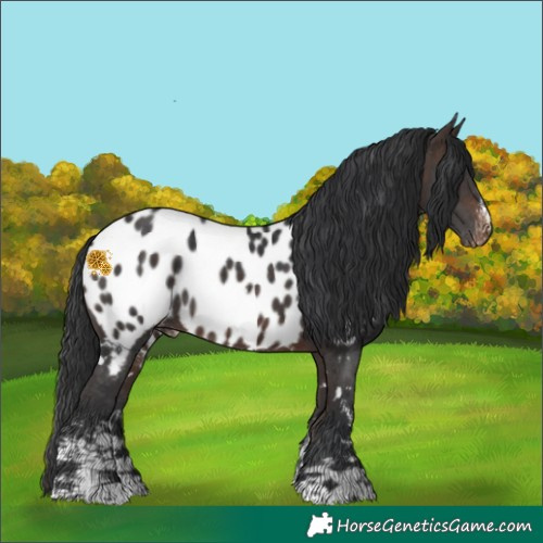 Horse Color:White Spotted Bay Sabino Near Leopard Rabicano