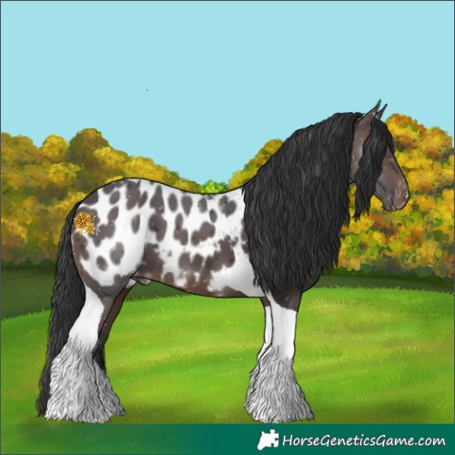 Horse Color:Brown Tobiano Near Leopard