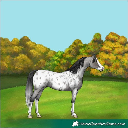 Horse Color:Grullo Roan Splash Near Leopard 