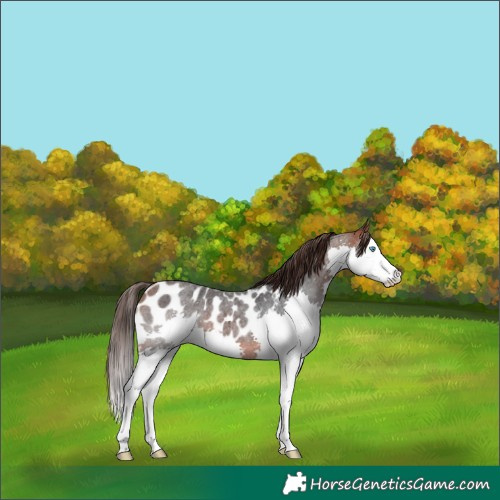 Horse Color:Bay Roan Splash Near Leopard 