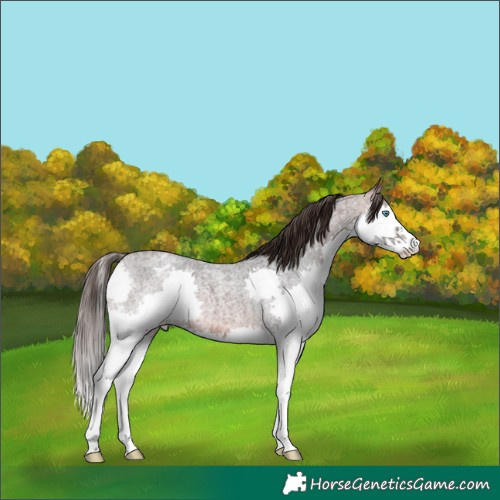 Horse Color:Bay Roan Splash Blanket
