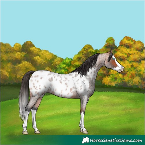 Horse Color:Bay Roan Splash Near Leopard 