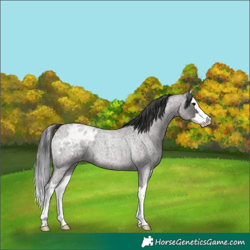 Horse Color:Grullo Roan Splash Blanket