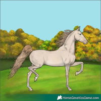 Horse Color:Perlino Dun