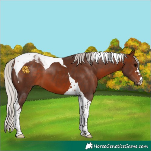 Horse Color:Silver Brown Tobiano 