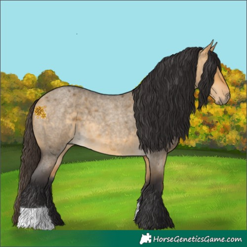 Horse Color:Buckskin Roan Dun