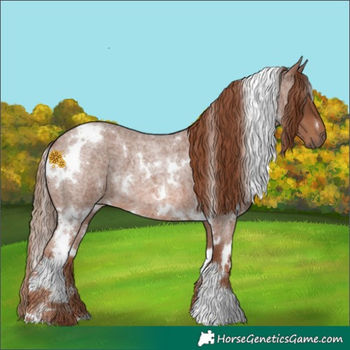 Horse Color:White Spotted Red Roan