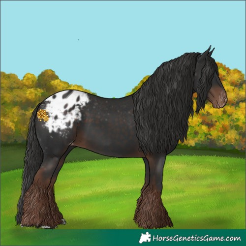 Horse Color:Liver Chestnut Appaloosa 