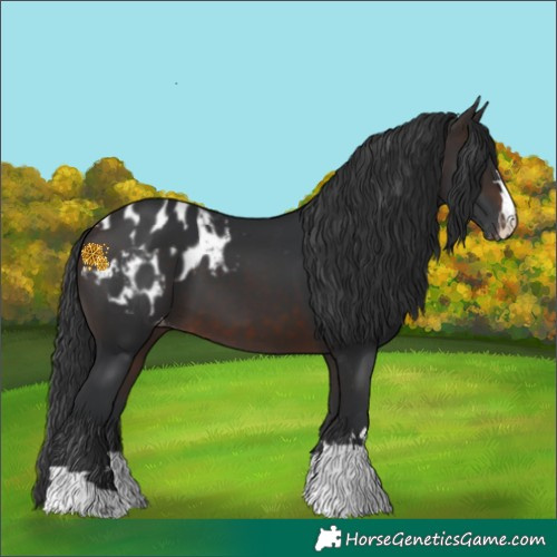 Horse Color:Brown Appaloosa 