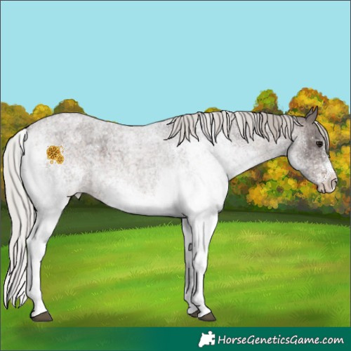 Horse Color:White Spotted Silver Brown Roan