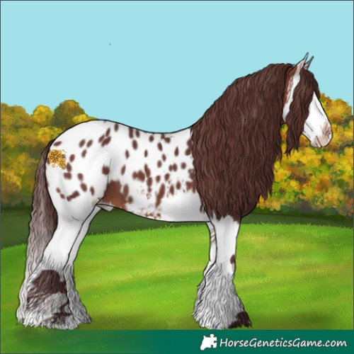 Horse Color:Chocolate Bay Splash Near Leopard
