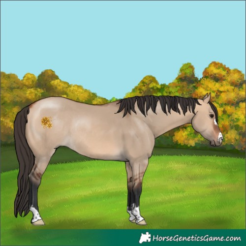 Horse Color:Bay Dun Rabicano