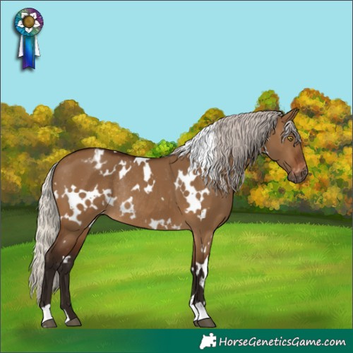 Horse Color:Gray White Spotted Silver Bay Dun Appaloosa Rabicano