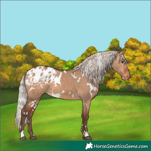 Horse Color:White Spotted Silver Bay Dun Blanket