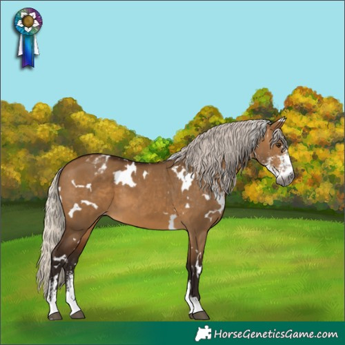 Horse Color:Gray White Spotted Silver Bay Dun Sabino Appaloosa