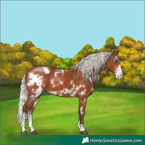 Horse Color:White Spotted Silver Bay Sabino Varnish 